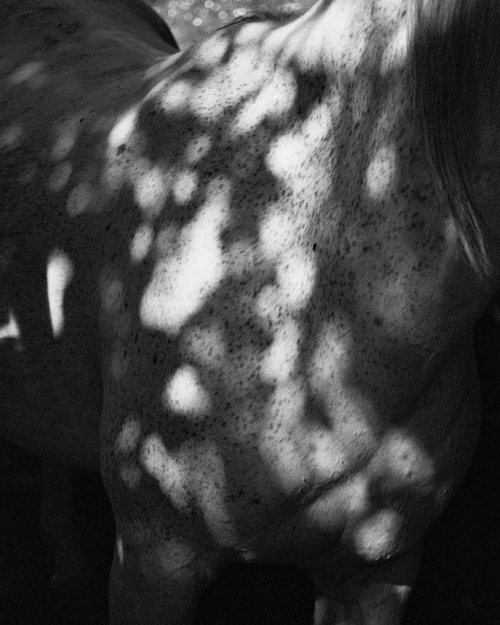 I fell asleep and the garden was growing 05