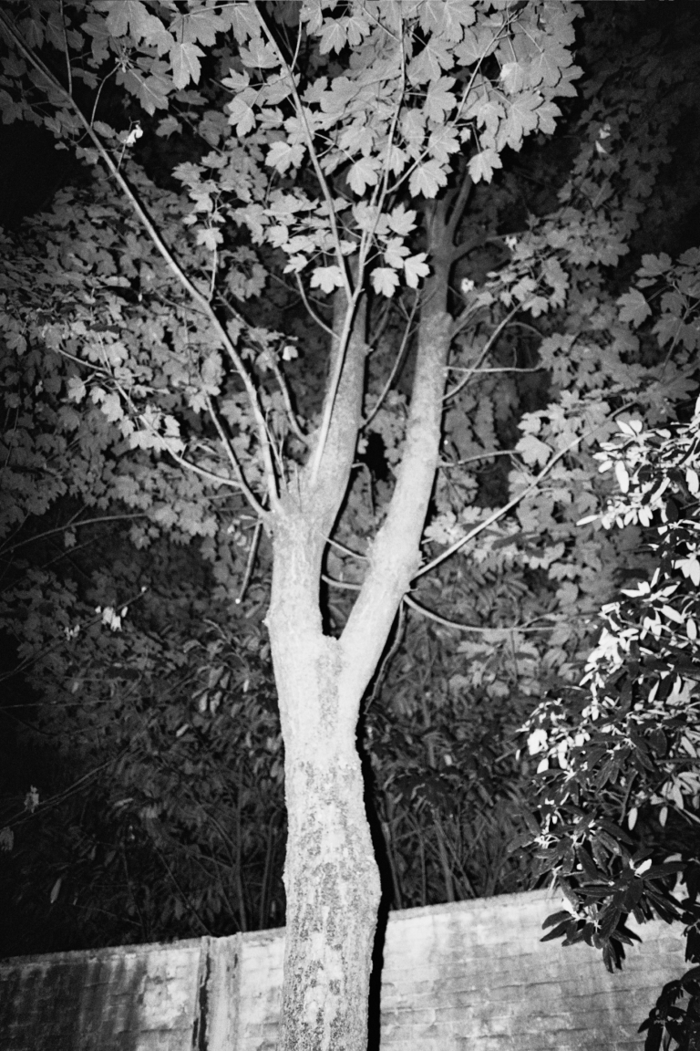 I fell asleep and the garden was growing 04