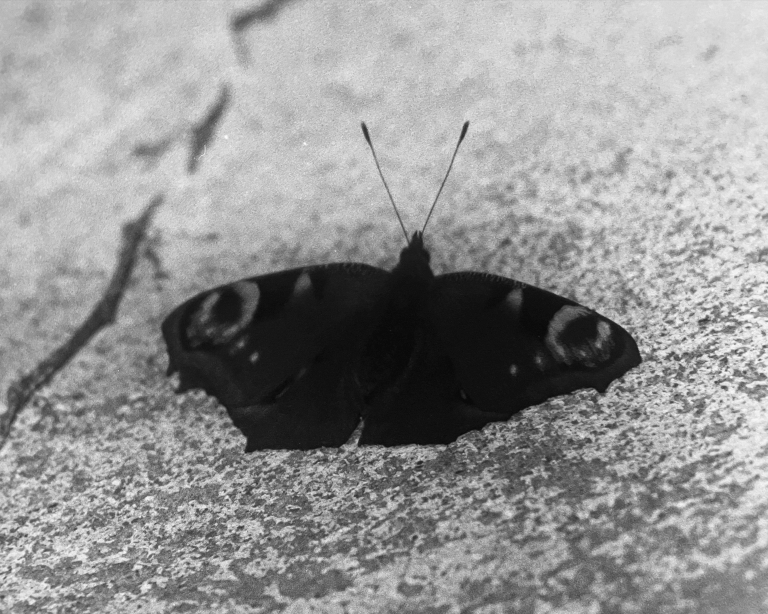 SOCIALS Butterflynightfly kopie