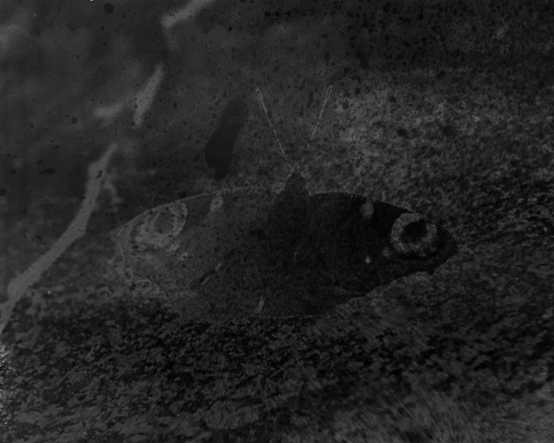 SOCIALS Butterflynightfly2 kopie